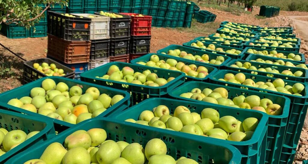 تفاح صفرو.. الفلاح يبيع الكيلوغرام بـ3 دراهم والمستهلك يشتريه بـ13 درهما