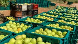 تفاح صفرو.. الفلاح يبيع الكيلوغرام بـ3 دراهم والمستهلك يشتريه بـ13 درهما