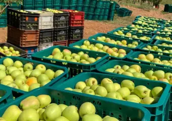 تفاح صفرو.. الفلاح يبيع الكيلوغرام بـ3 دراهم والمستهلك يشتريه بـ13 درهما