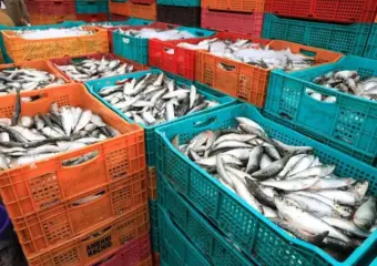 الصويرة: مفرغات الصيد البحري ترتفع بـ63%