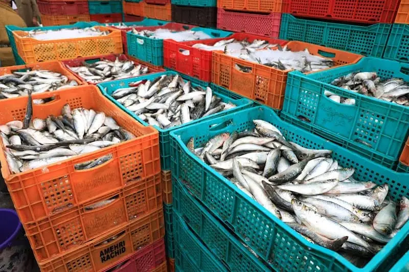 الصويرة: مفرغات الصيد البحري ترتفع بـ63%