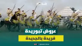 عروض تبوريدة قوية تميز معرض الفرس بالجديدة و”سربات” تتنافس على جائزة محمد السادس