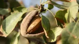 إحصاء مغروسات اللوز بجهة الشرق