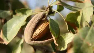 إحصاء مغروسات اللوز بجهة الشرق