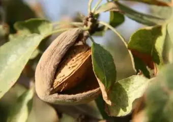 إحصاء مغروسات اللوز بجهة الشرق