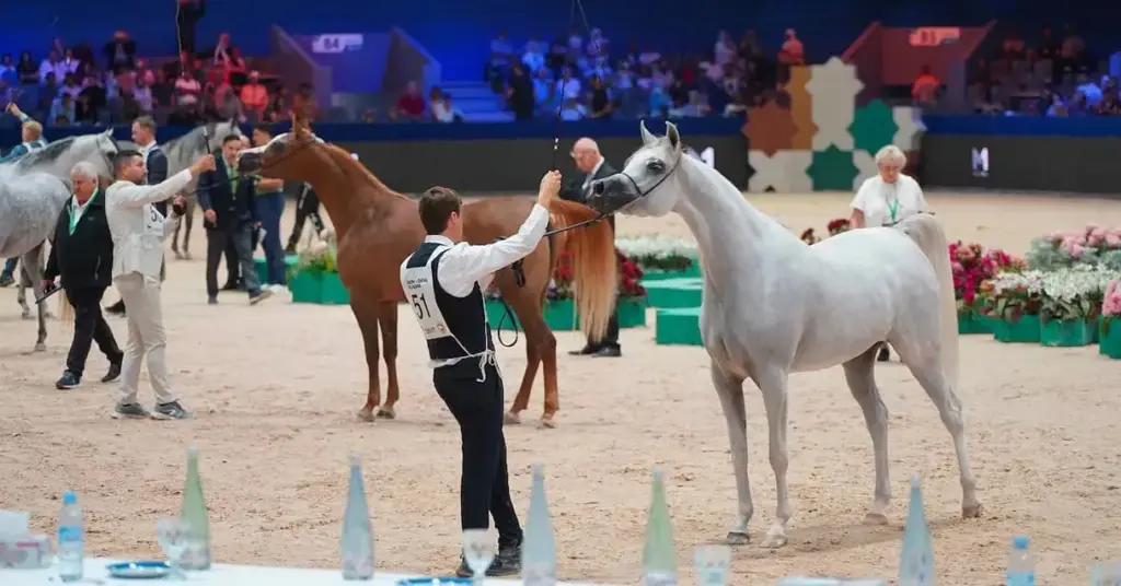 احثون يبرزون أهمية توثيق المصطلحات المتعلقة بالخيل