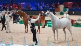 احثون يبرزون أهمية توثيق المصطلحات المتعلقة بالخيل