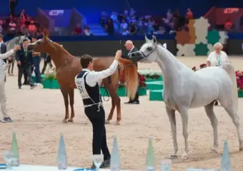 احثون يبرزون أهمية توثيق المصطلحات المتعلقة بالخيل