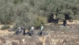 مستوطنون إسرائيليون يسرقون زيتون الفلسطينيين