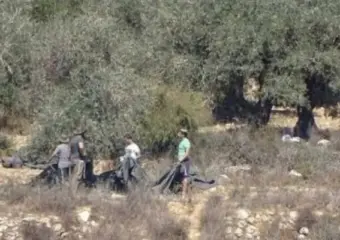 مستوطنون إسرائيليون يسرقون زيتون الفلسطينيين