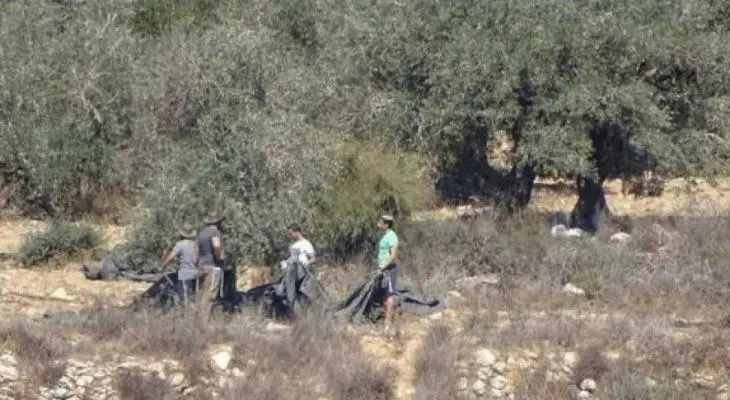 مستوطنون إسرائيليون يسرقون زيتون الفلسطينيين