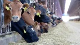 استيراد الأبقار بالمغرب.. 37 شركة والبرازيل تستحوذ على 90 بالمائة