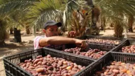 البحث العلمي والذكاء الاصطناعي في خدمة استدامة إنتاج التمور وتطوير الواحات بالمغرب