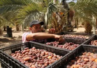 البحث العلمي والذكاء الاصطناعي في خدمة استدامة إنتاج التمور وتطوير الواحات بالمغرب